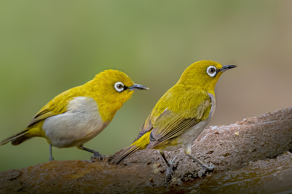 Oriental White Eye von Rahul Wedpathak