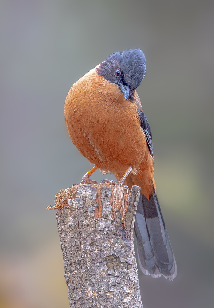 Rufous Sebia von Rahul Wedpathak