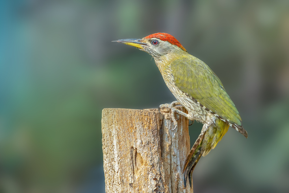 Streaked Woodpecker von Rahul Wedpathak