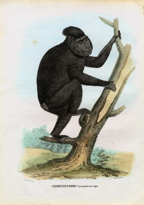 Celebes Ape von Raimundo Petraroja