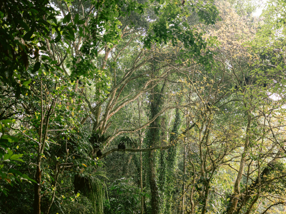 Monkeys in Lombok von Raisa Zwart