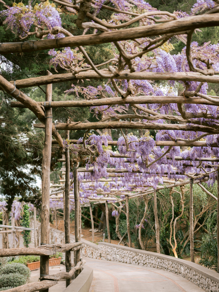 The Lavender Walkway von Raisa Zwart