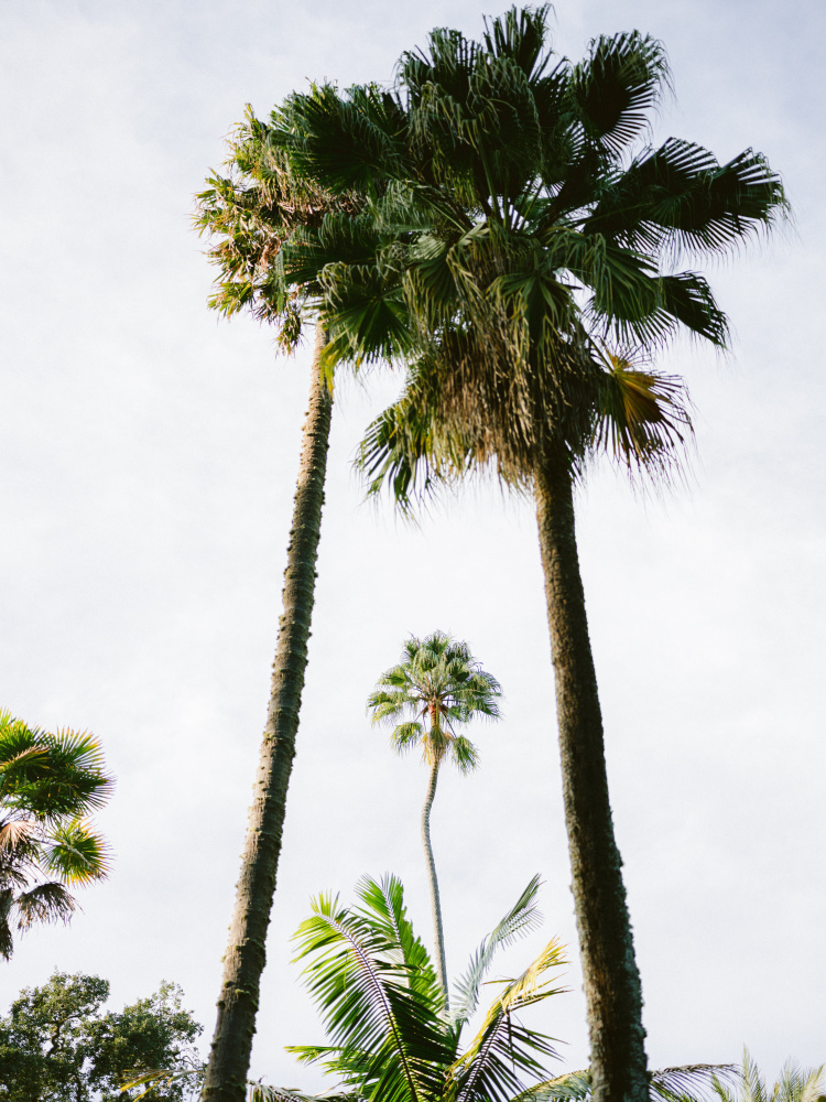 Find me under the Palm Tree von Raisa Zwart