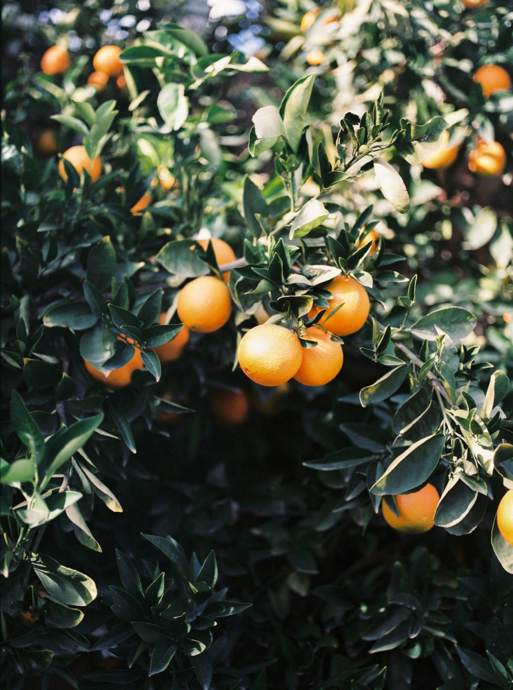 Marrakesh Oranges von Raisa Zwart