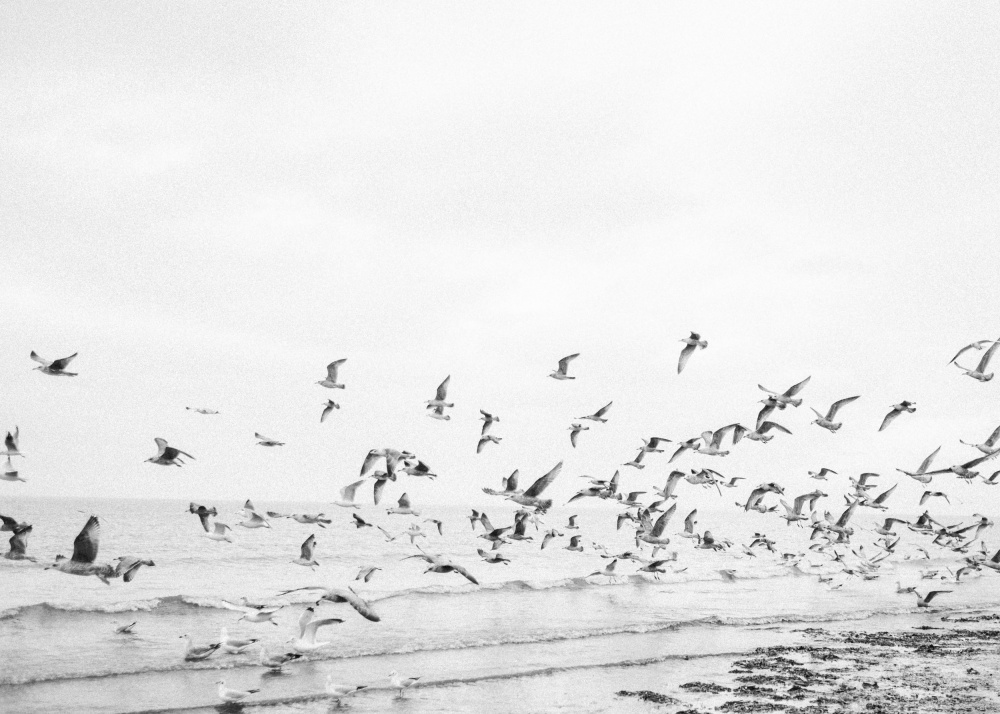 Seagulls - Coastal black and white von Raisa Zwart