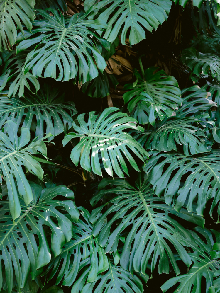 Monstera wall in Lisbon von Raisa Zwart