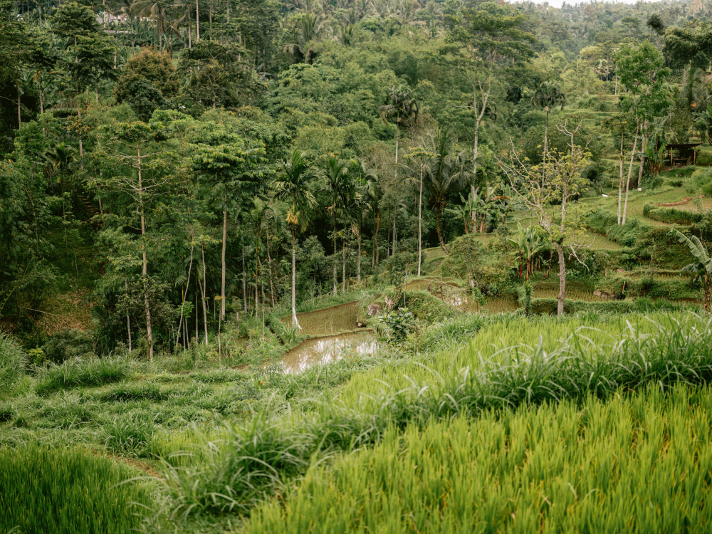 Tetebatu Lombok von Raisa Zwart