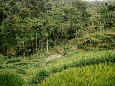 Tetebatu Lombok