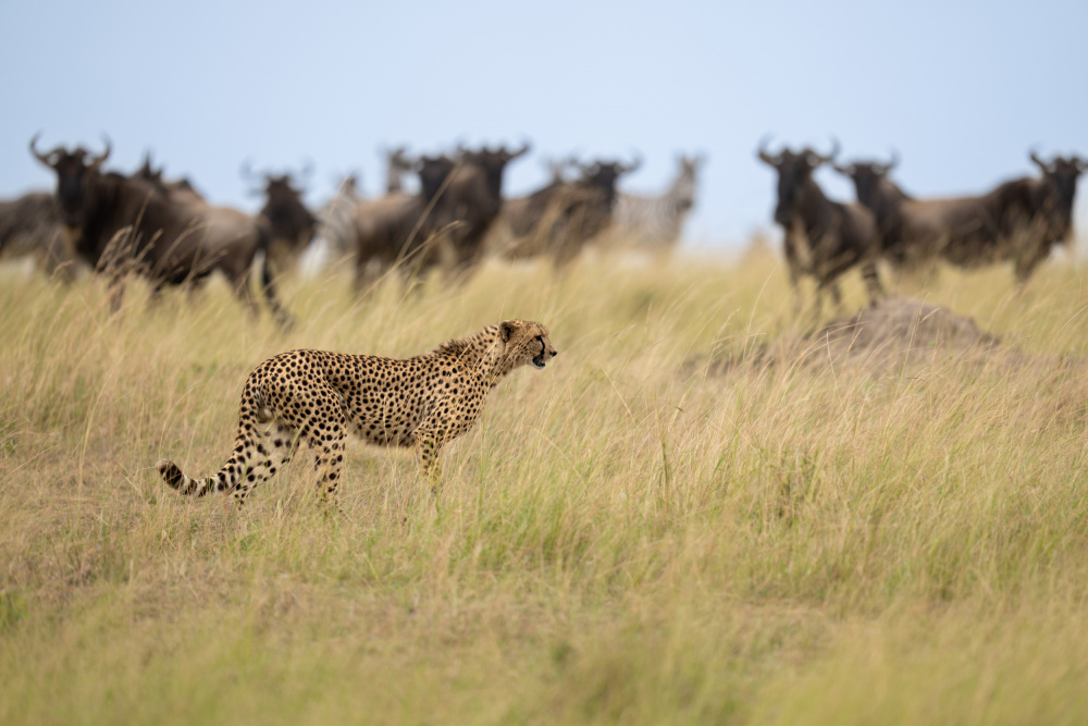 Ignoring the Wildebeest von Rajat Dhesi