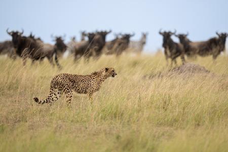 Ignoring the Wildebeest