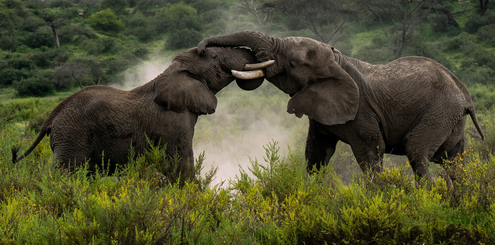 Pachydermal Pleasures von Rajat Dhesi