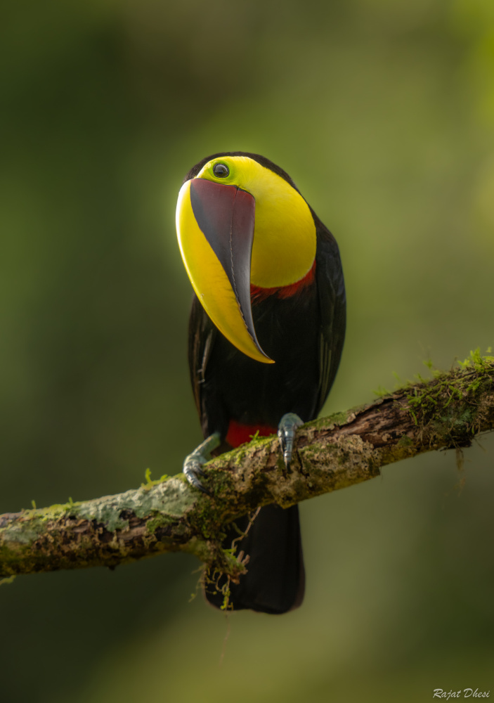 Chestnut Mandibled Toucan von Rajat Dhesi