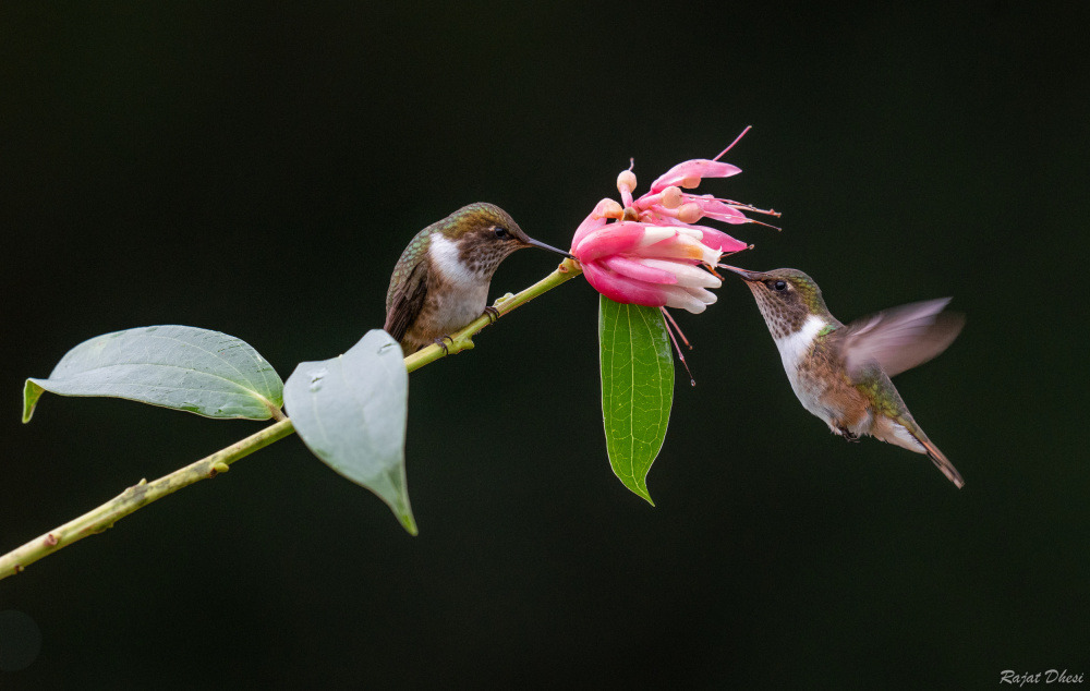 Hummingbirds von Rajat Dhesi