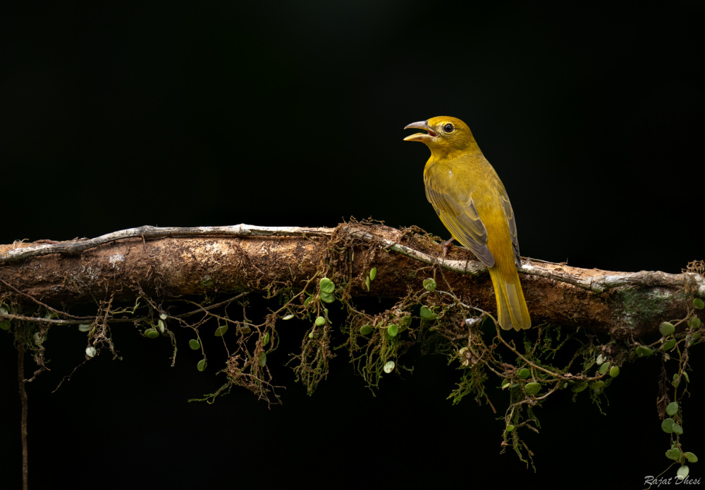 Summer  Tanager von Rajat Dhesi