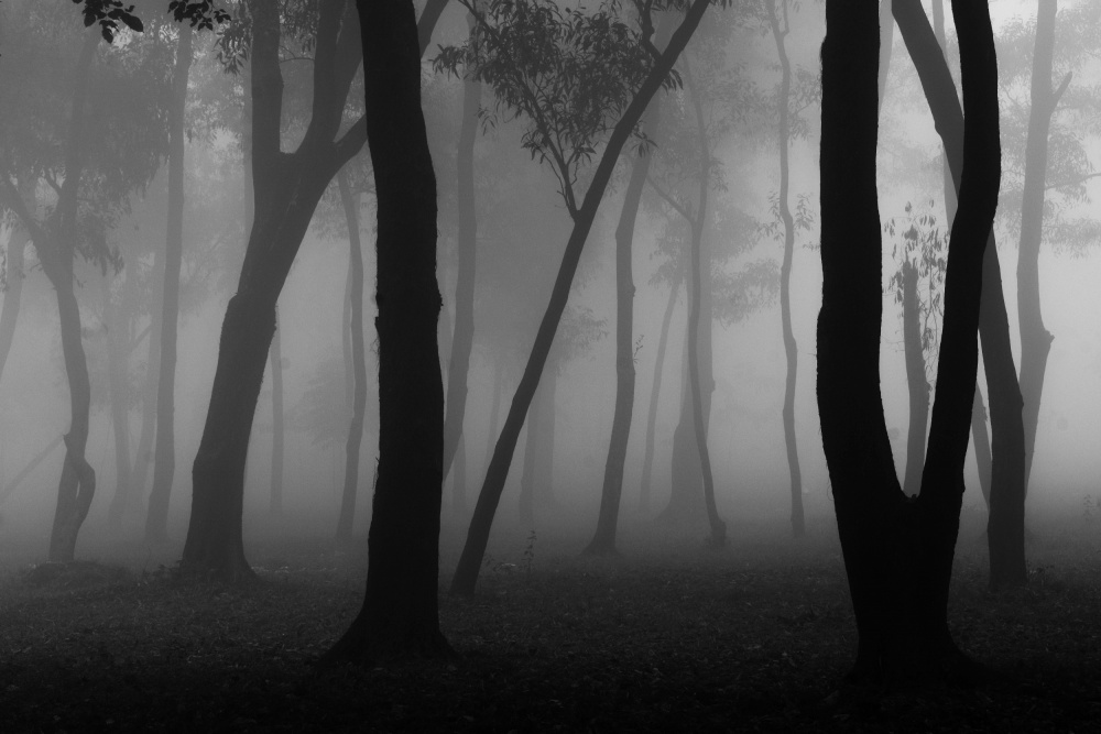 Foggy Forest von Raju Khan