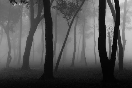 Foggy Forest