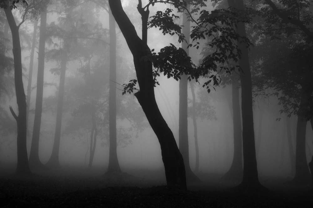 Misty forest von Raju Khan