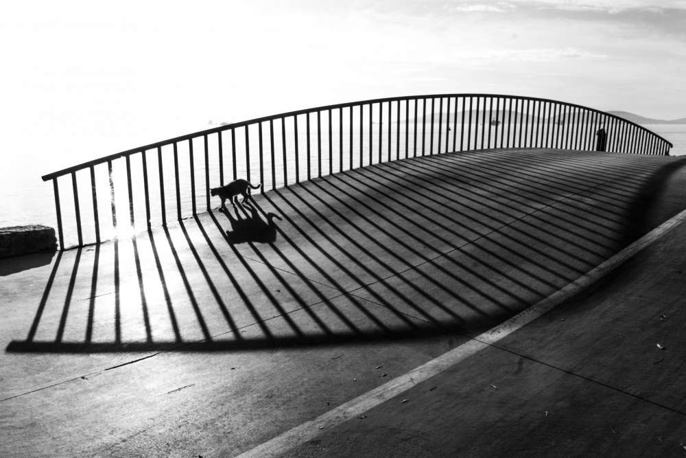 Cat on the bridge von Ramiz Şahin