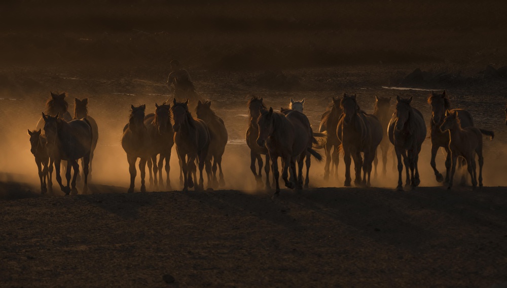 Beautiful The Country of Horses / von Ramiz Şahin