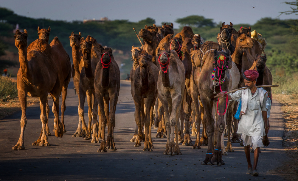 Leading the herd von Rana Jabeen