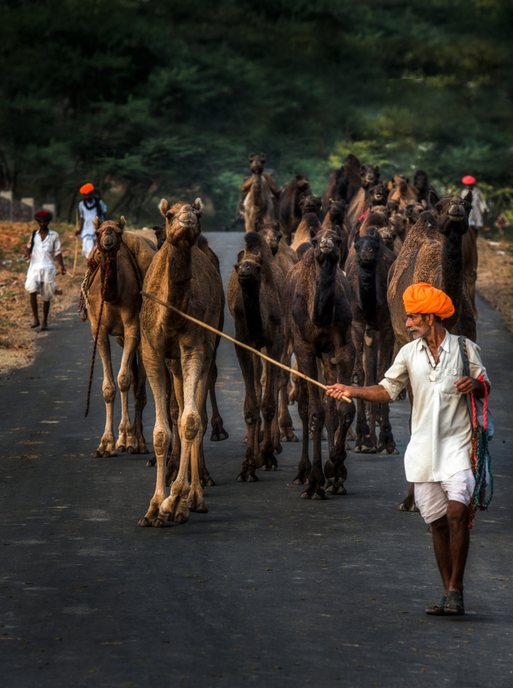 Mind the herd von Rana Jabeen