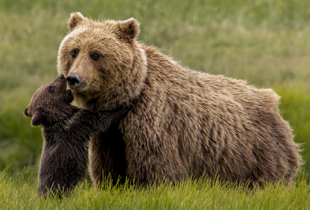 Brown Bear and Cub von Randy Christopher