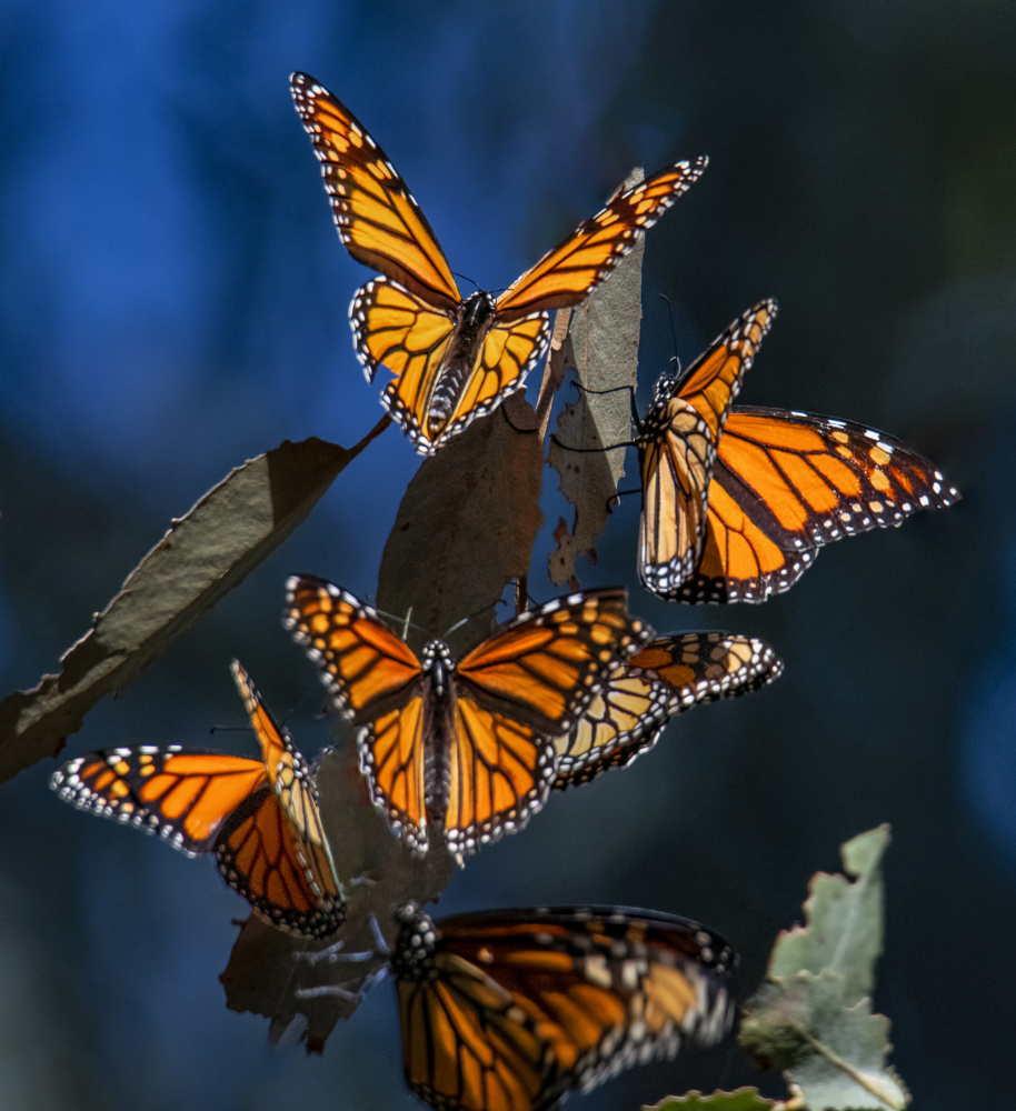 Monarchs in the blue morning von Randy Christopher