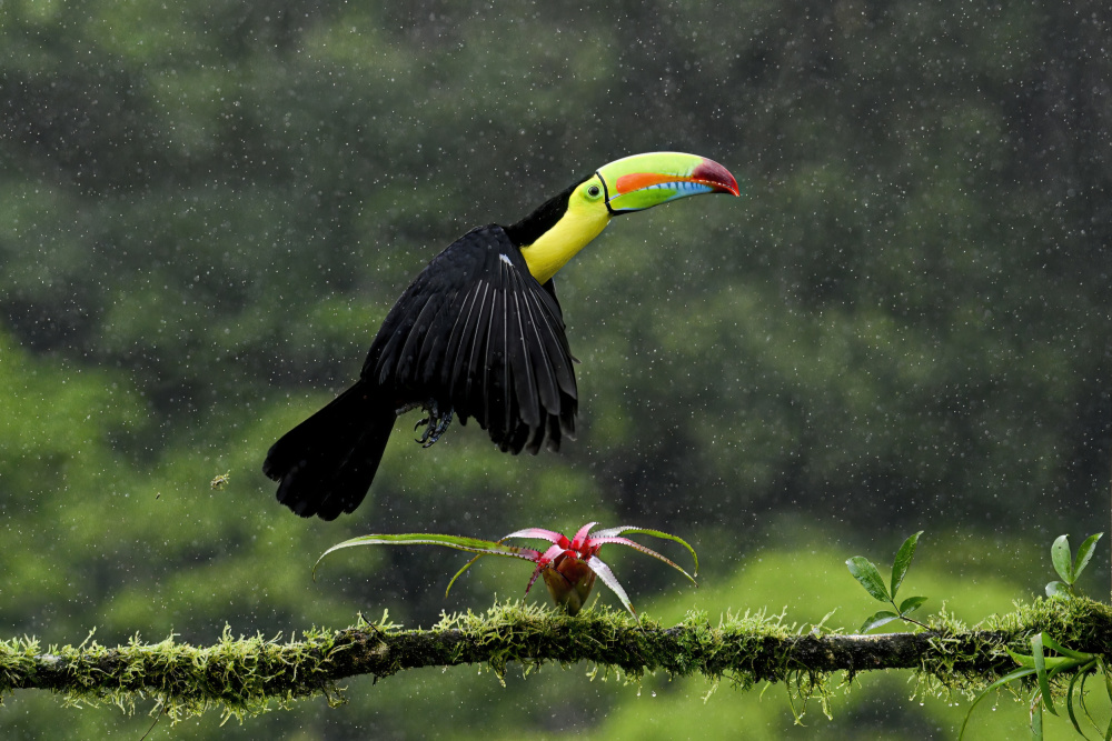 Toucan Hop von Randy Christopher