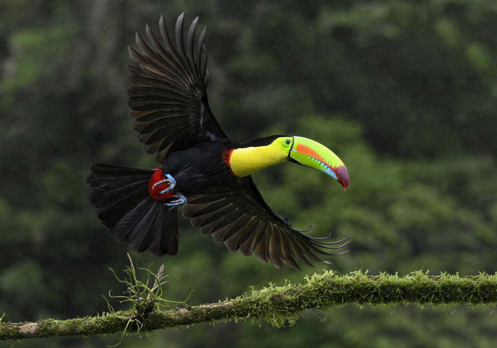 Toucan in flight von Randy Christopher