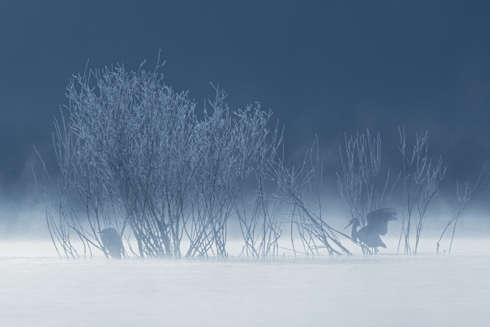 Frozen Egrets von ranfuchs