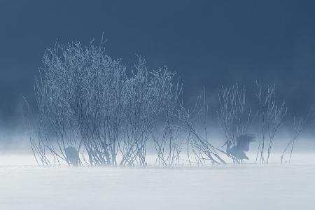 Frozen Egrets