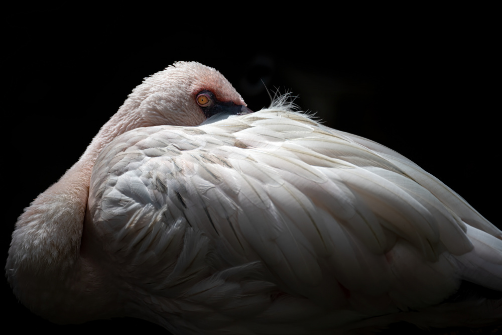 Lesser flamingo von Ravi Sankar