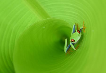 On the tunnel leaf