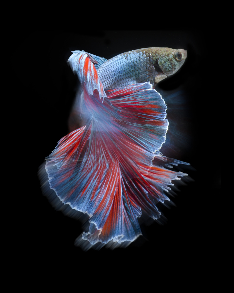 Blue and red bettafish von Rawisyah Aditya