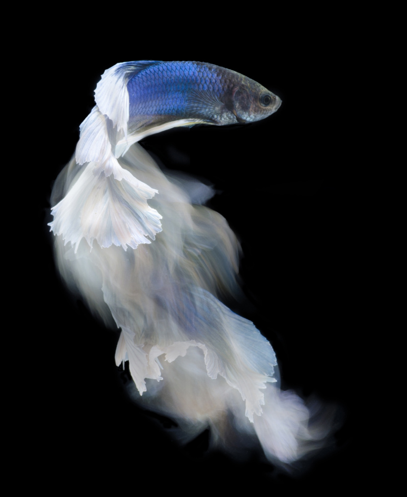 Blue and white bettafish von Rawisyah Aditya