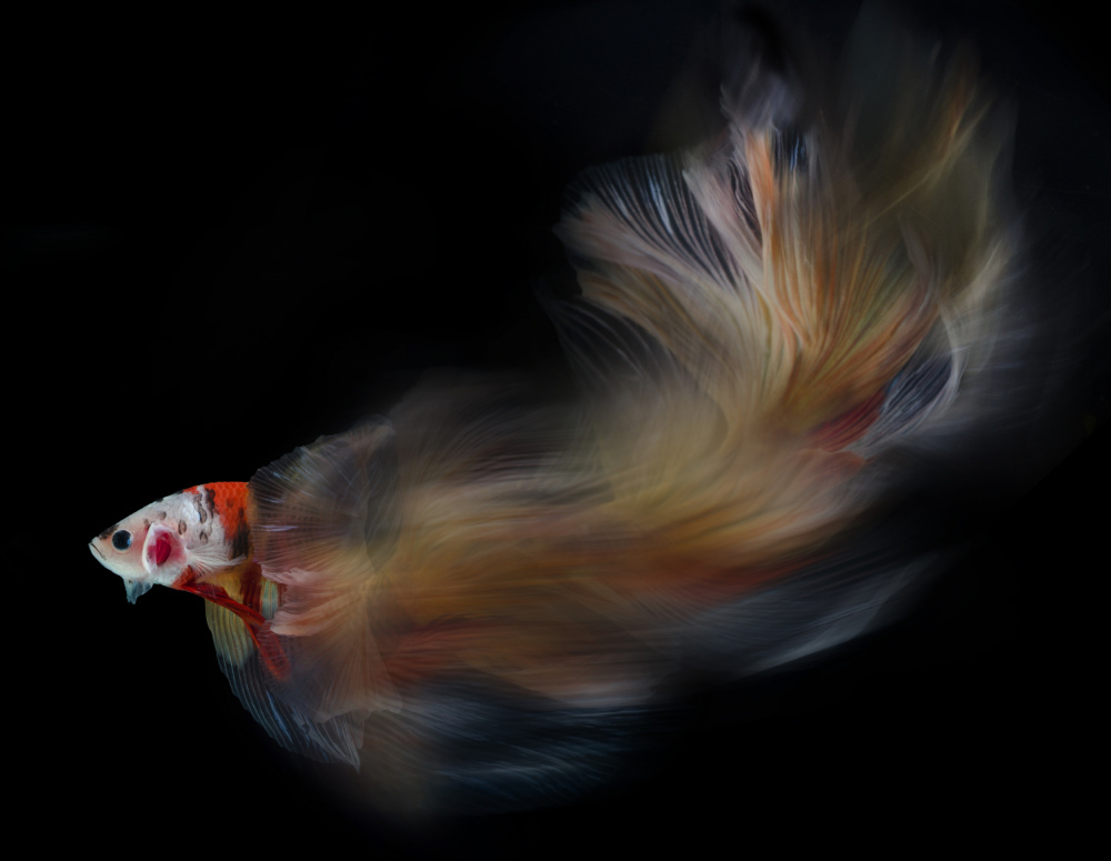 Colorful bettafish motion von Rawisyah Aditya