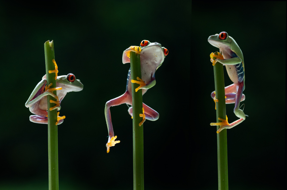 Three frogs in action von Rawisyah Aditya