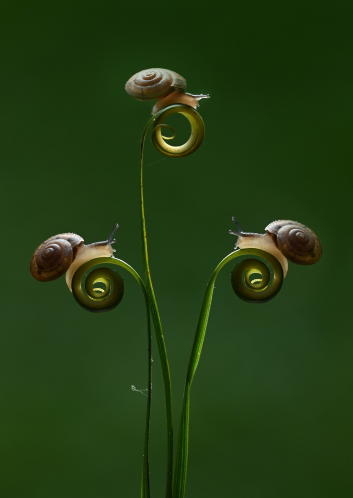 Three little snails von Rawisyah Aditya