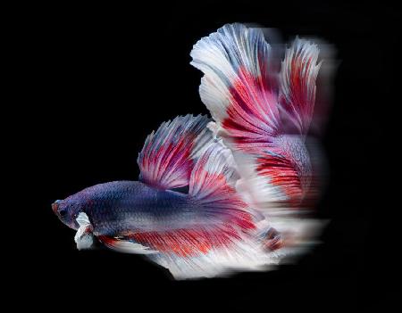 A movement bettafish