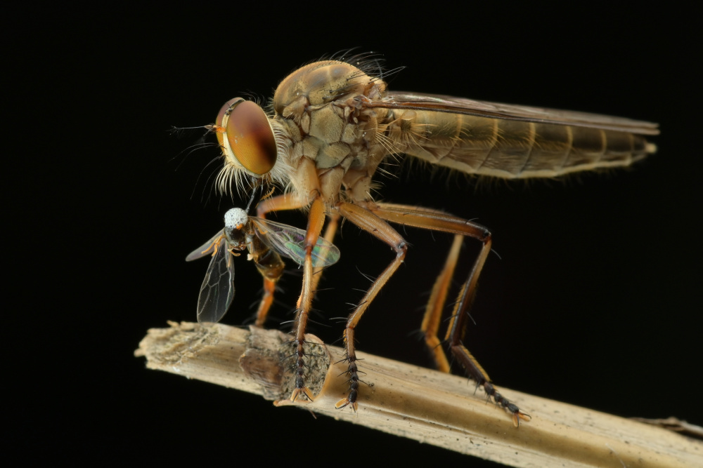 Eating time von Rawisyah Aditya