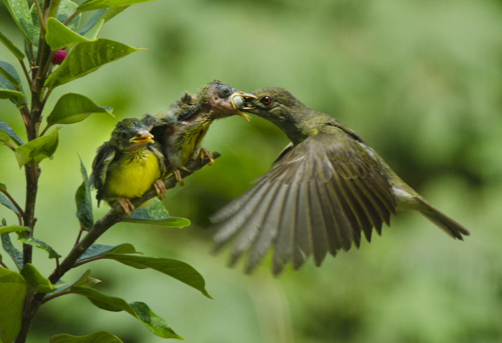 Feeding von Rawisyah Aditya