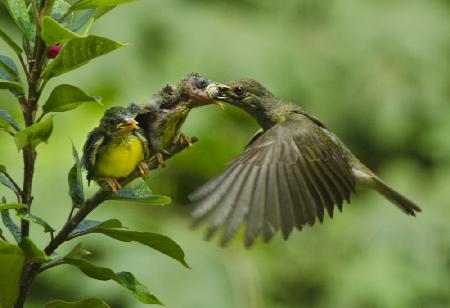 Feeding