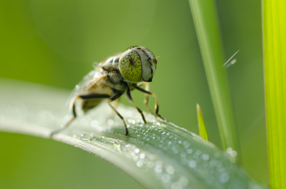 Big eyes von Rawisyah Aditya