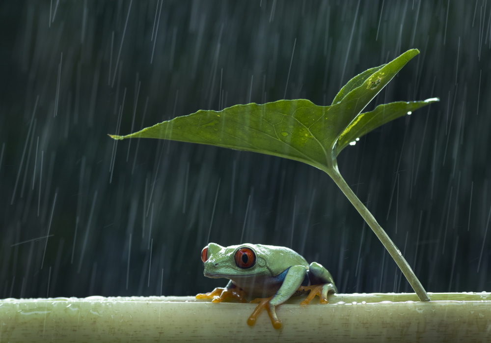 Under the rain von Rawisyah Aditya