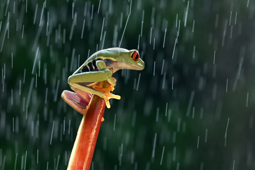 Red eye tree frog in the  rain von Rawisyah Aditya