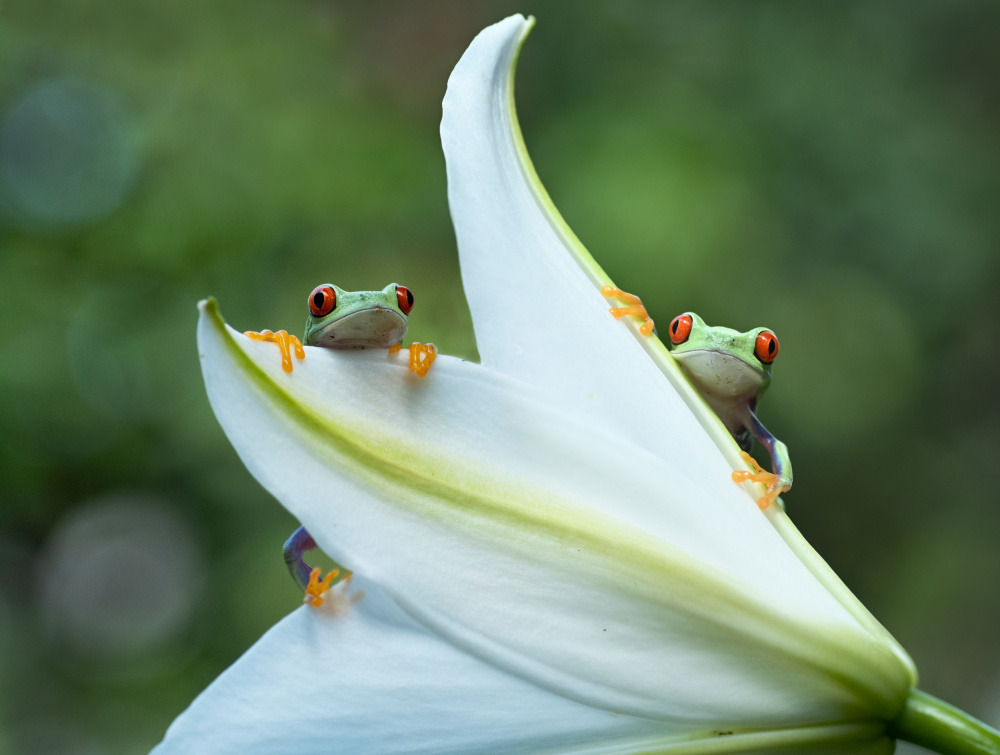 Two frogs von Rawisyah Aditya