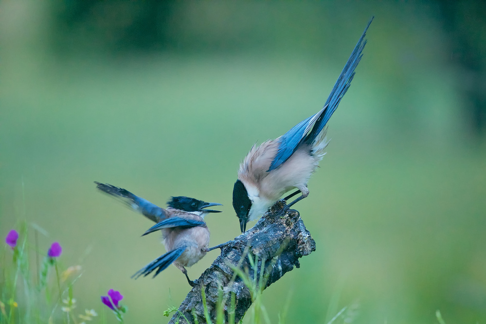 Blue Magpie von Ray Cooper