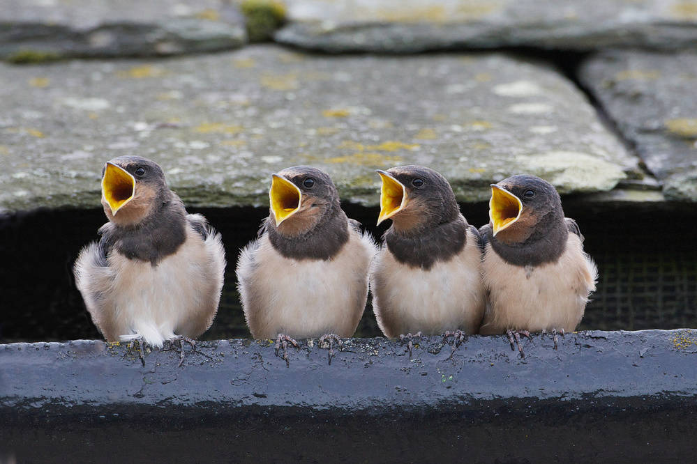 The Choir von Ray Cooper