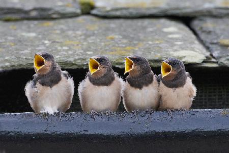 The Choir