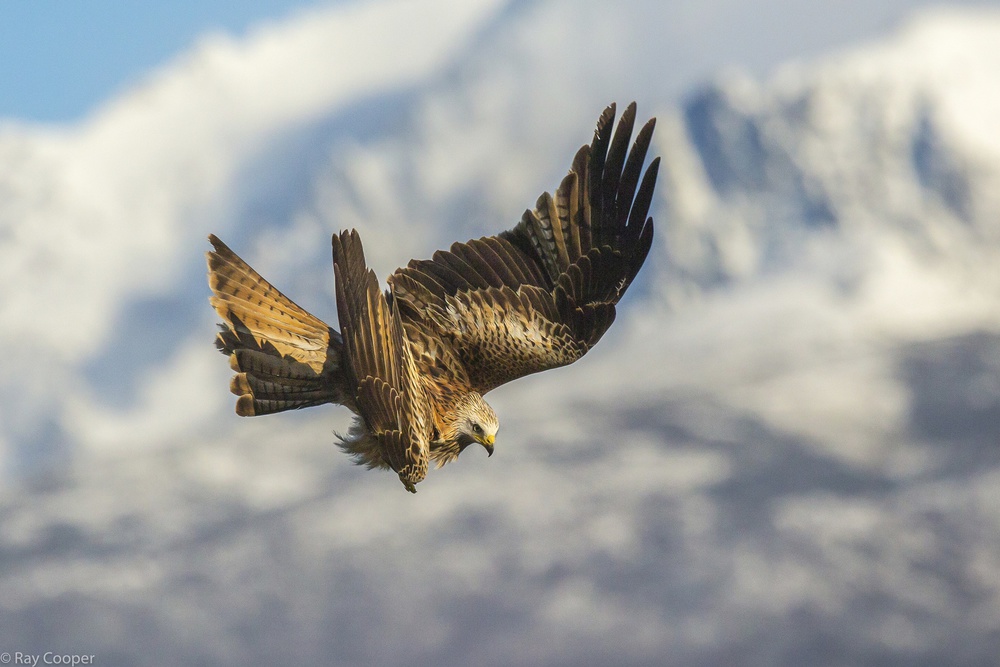 Kite manoeuvre von Ray Cooper